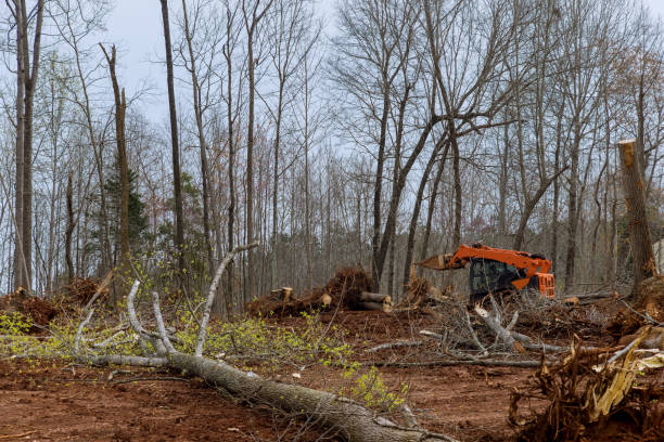 How Our Tree Care Process Works  in  Rutgers University Busch Campus, NJ